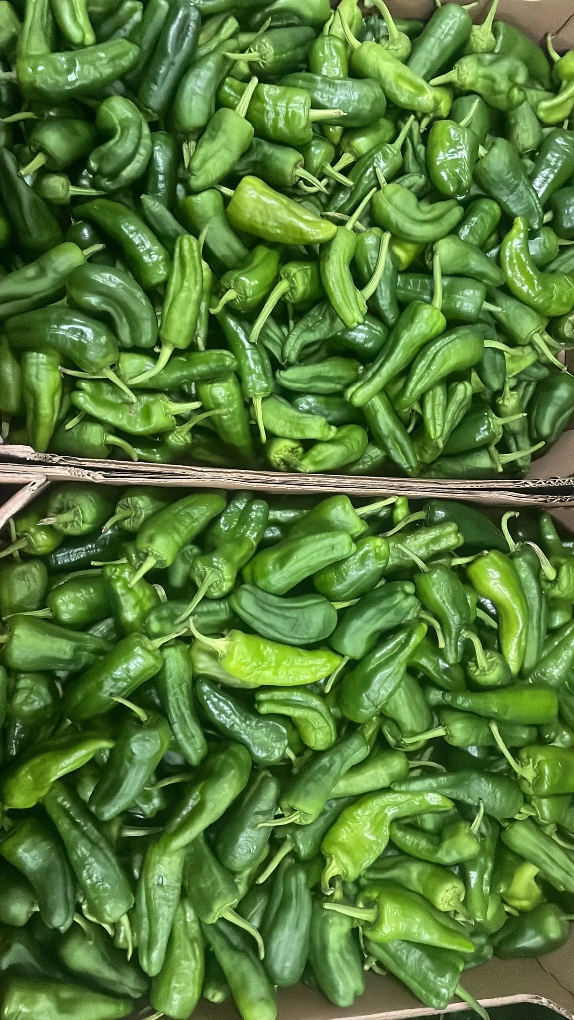 Pimientos padrón 500gr. aprox.