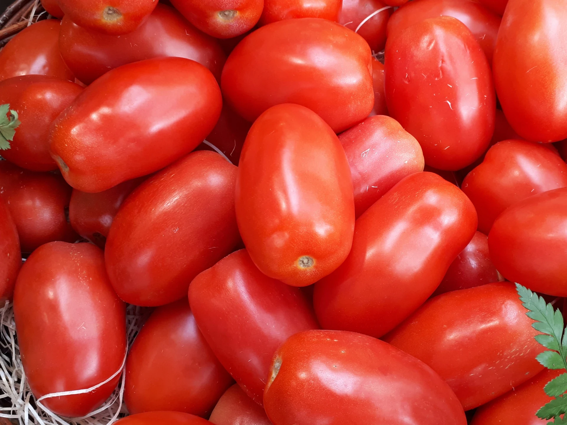 Tomate pera 500 gr aprox.