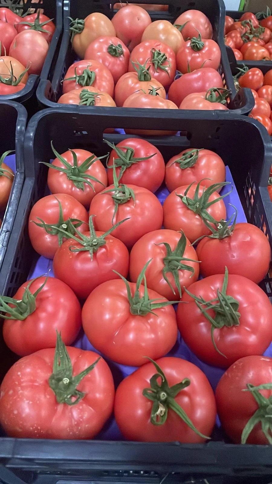 Tomate rosa 1kg aprox.